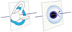 Figur&thinsp;&thinsp;2  Nystagmus ved benign paroksysmal posisjonsvertigo er rotatorisk og vertikal. Dette skyldes at &oslash;yet beveger seg i&hellip;