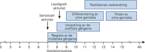Figur 2  Manlig k&ouml;nsdifferentiering i f&ouml;rh&aring;llande till graviditetens l&auml;ngd