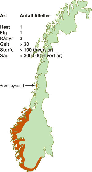 Figur 2  Utbredelsen av A phagocytophilum i Norge (r&oslash;dt), basert p&aring; kliniske tilfeller og serologiske unders&oslash;kelse hos flere&hellip;