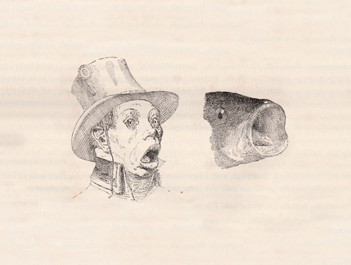 Fig. 1.  Fysiognomi under p&aring;virkning av flo m&aring;l. Marin type.