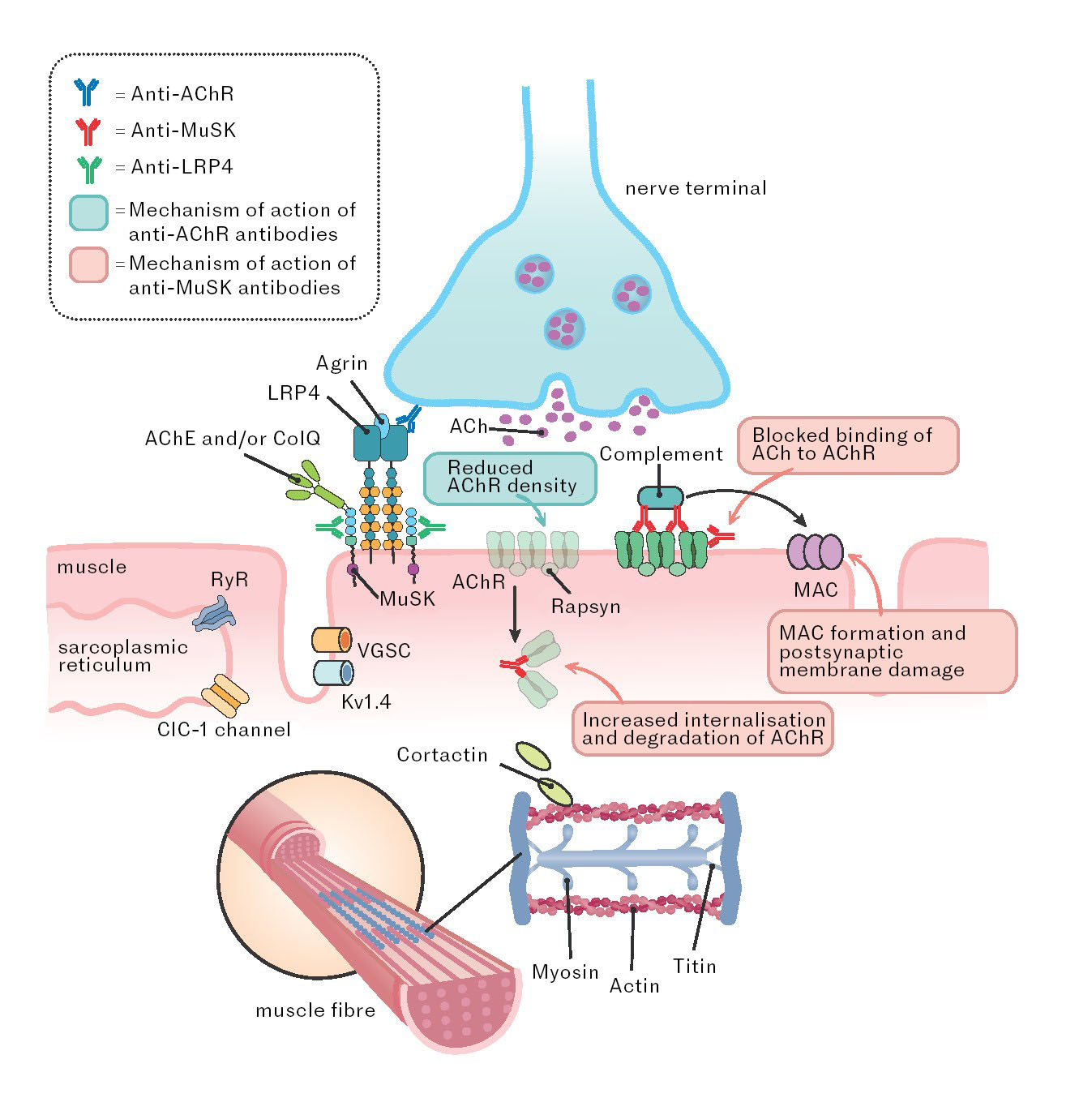 Figure 1 Neuromuscular junction showing acetylcholine receptors and relevant structures in the postsynaptic muscle membrane &hellip;