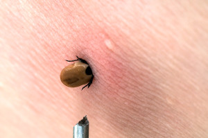 Risikoen for borreliasmitte ved fl&aring;ttbitt er lav. Foto: iStock