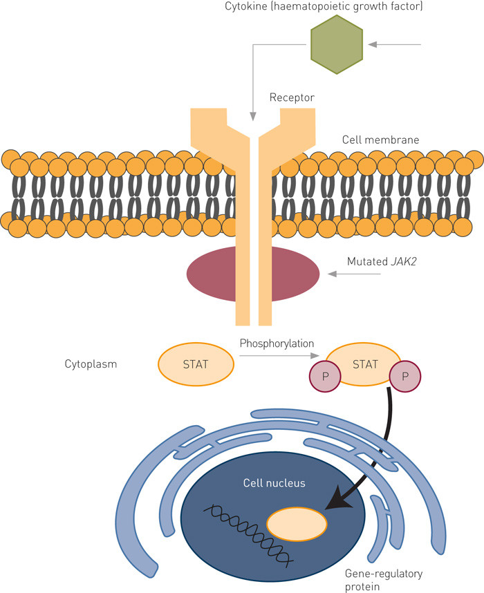 Figure 1  JAK2 signalling. JAK2 is a kinase expressed in haematopoietic cells that is stimulated by the binding of cytokines&hellip;