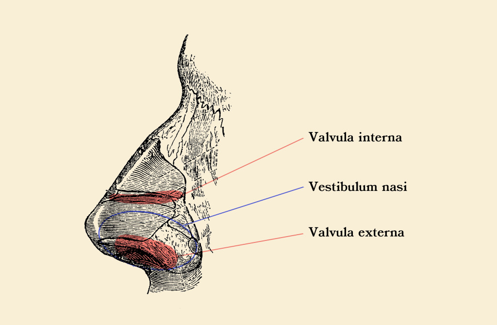 Figur 1 Den angivelige valvula interna og valvula externa. Illustrasjon: Nastasic/iStock, tilpasset av Tidsskriftet.