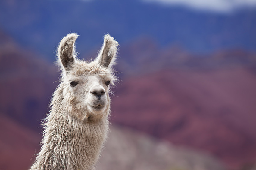 Illustrasjonsfoto: Grafissimo/iStock