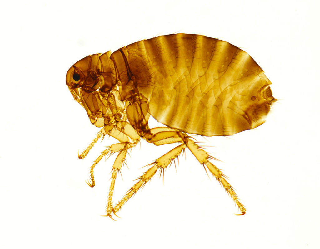 Hunnmenneskeloppe (Pulex irritans) framstilt ved lysmikroskopi (whole mount). Artens hunner er st&oslash;rre enn hannene&hellip;