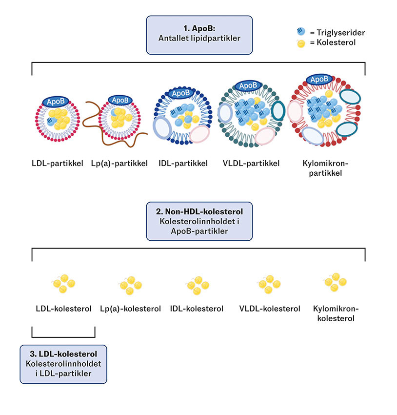 Figur 1 Oversikt over hva mark&oslash;rene apoB, LDL-kolesterol, og non-HDL-kolesterol m&aring;ler. LDL = Low density lipoprotein. Non&hellip;